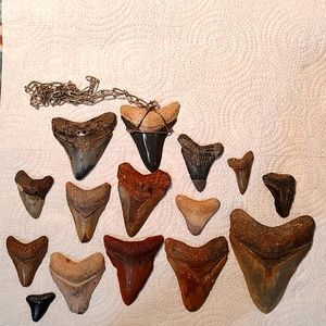 Sharks teeth